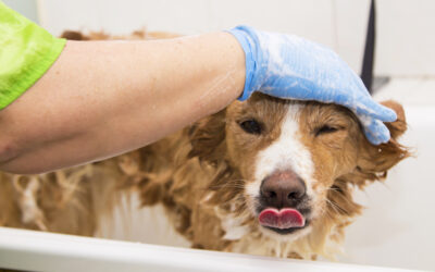 Top reasons to choose dog grooming in delhi for your pet