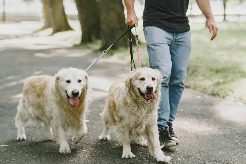 expert dog walking -  dog walk service