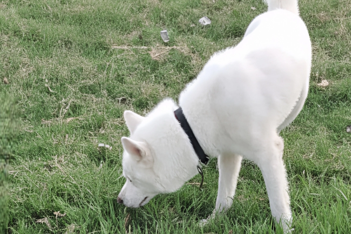 expert dog walking - dog walker near me