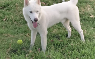 Dog Walker Near Me Ultimate Companion for Your Dog’s Happiness