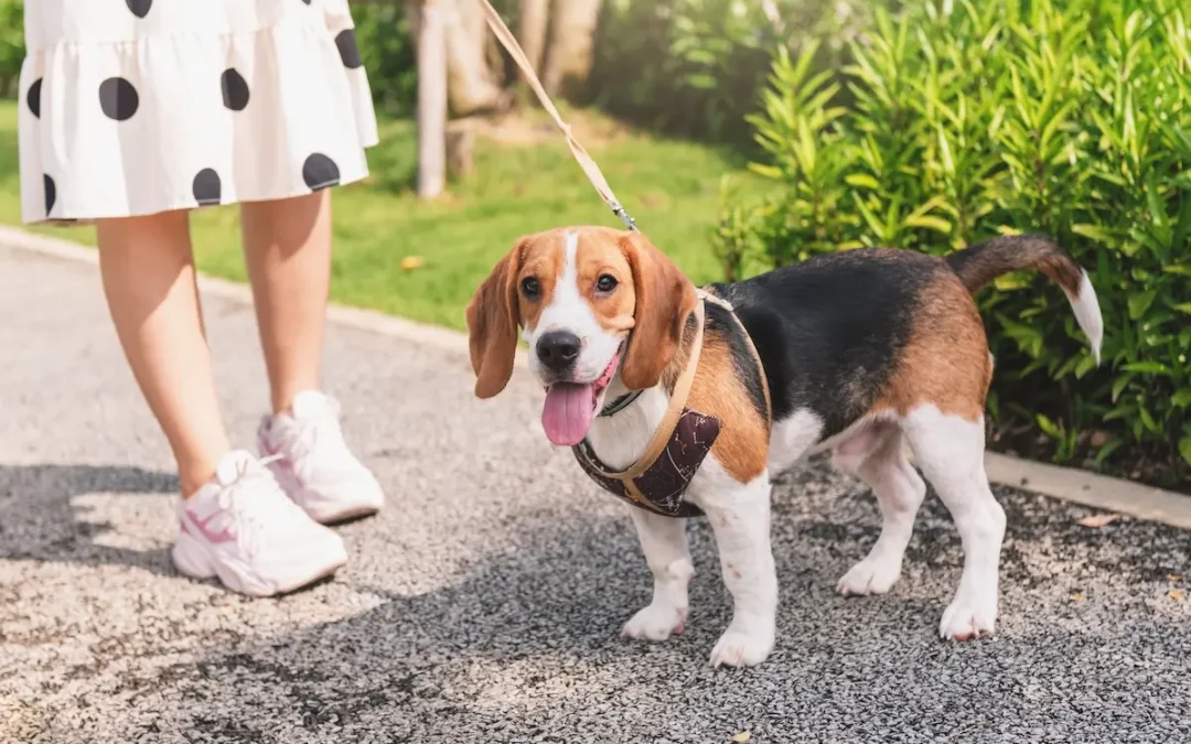 expert dog walking - dog walker near me delhi