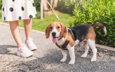 Expert Dog Walking Trusted Dog Walker Delhi Near You