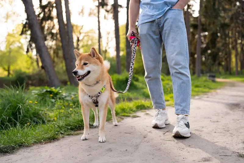 expert dog walking dog walker near you delhi