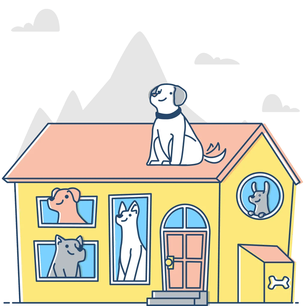 Dog grooming at expert dog walking as part of our services, providing expert care for your pet.