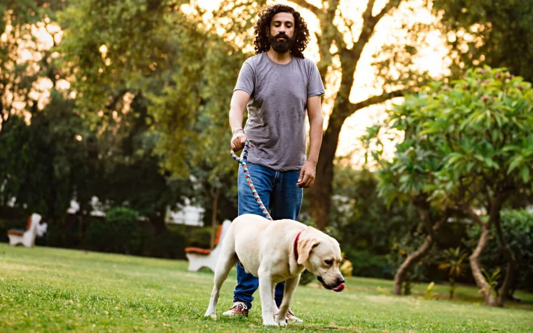 A man walking his Labrador on a leash in the park. Dog walking service in delhi