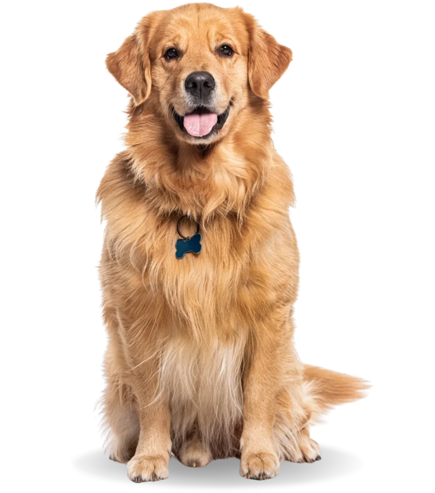 Friendly dog sitting obediently, waiting for its owner